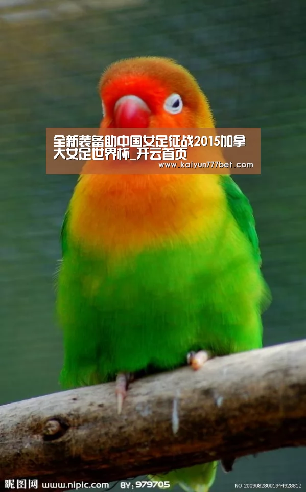 全新装备助中国女足征战2015加拿大女足世界杯_开云首页(图2) 开云网站